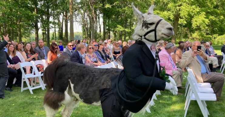 Llama dressed as groomsman at wedding