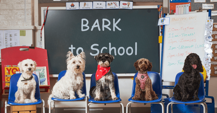Dogs sittting in a classroom